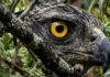 Como o gavião-real utiliza sua visão extraordinária para caçar preguiças camufladas no topo da floresta amazônica