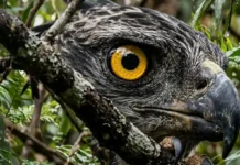 Como o gavião-real utiliza sua visão extraordinária para caçar preguiças camufladas no topo da floresta amazônica