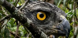 Como o gavião-real utiliza sua visão extraordinária para caçar preguiças camufladas no topo da floresta amazônica
