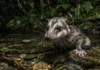 Como a cuíca-d’água caça peixes e crustáceos nos riachos usando bigodes sensoriais que funcionam como sonar tátil