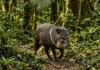 Como a comunicação química do caititu e a dinâmica da floresta revelam segredos invisíveis sobre a vida na Amazônia