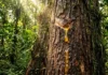 Como a copaíba produz um óleo essencial puríssimo que a ciência moderna consagrou como o antibiótico natural da Amazônia