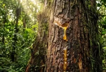 Como a copaíba produz um óleo essencial puríssimo que a ciência moderna consagrou como o antibiótico natural da Amazônia