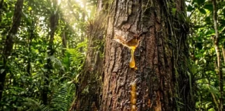 Como a copaíba produz um óleo essencial puríssimo que a ciência moderna consagrou como o antibiótico natural da Amazônia
