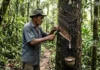 Como a luta dos seringueiros da Amazônia gerou o conceito de reserva extrativista que transformou as políticas ambientais globais