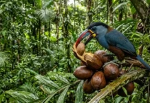 Como o jacuçara e as palmeiras da Amazônia mantêm um pacto ecológico que desafia a gravidade e o tamanho das sementes