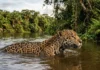 Como a onça-pintada se tornou o único grande felino do planeta especialista em dominar répteis e rios na Amazônia