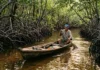 Como o turismo de vivência nos manguezais paraenses alia a preservação de caranguejos à sustentabilidade de comunidades costeiras