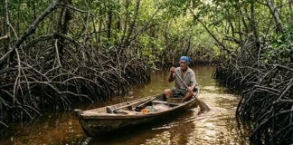 Como o turismo de vivência nos manguezais paraenses alia a preservação de caranguejos à sustentabilidade de comunidades costeiras