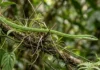 A estratégia invisível da cobra-cipó e como o dossel amazônico esconde o predador mais silencioso da floresta densa