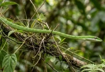 A estratégia invisível da cobra-cipó e como o dossel amazônico esconde o predador mais silencioso da floresta densa