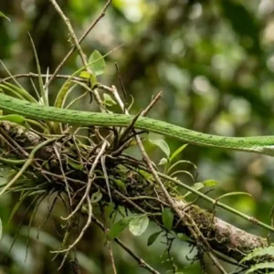 A estratégia invisível da cobra-cipó e como o dossel amazônico esconde o predador mais silencioso da floresta densa
