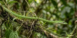 A estratégia invisível da cobra-cipó e como o dossel amazônico esconde o predador mais silencioso da floresta densa