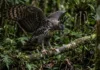 Como a agilidade oculta do gavião de penacho domina o sub bosque amazônico superando a força do gavião real