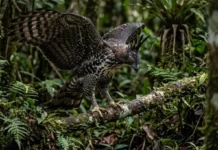 Como a agilidade oculta do gavião de penacho domina o sub bosque amazônico superando a força do gavião real