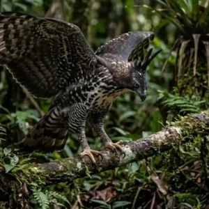 Como a agilidade oculta do gavião de penacho domina o sub bosque amazônico superando a força do gavião real
