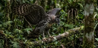Como a agilidade oculta do gavião de penacho domina o sub bosque amazônico superando a força do gavião real