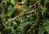 Como a enigmática juruva amazônica utiliza sua cauda em forma de raquete para se comunicar na floresta densa