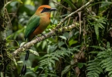 Como a enigmática juruva amazônica utiliza sua cauda em forma de raquete para se comunicar na floresta densa