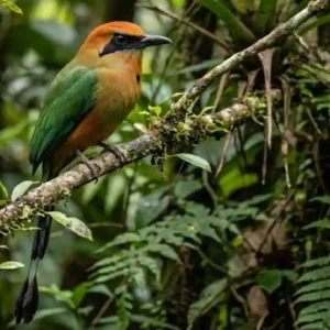 Como a enigmática juruva amazônica utiliza sua cauda em forma de raquete para se comunicar na floresta densa