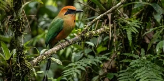 Como a enigmática juruva amazônica utiliza sua cauda em forma de raquete para se comunicar na floresta densa