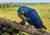 Como a arara-azul-grande usa folhas e pedaços de madeira para abrir os cocos mais duros do Pantanal