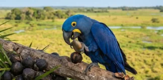 Como a arara-azul-grande usa folhas e pedaços de madeira para abrir os cocos mais duros do Pantanal