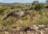 Como a siriema combina pernas longas e bico curvo para caçar serpentes perigosas no Cerrado brasileiro