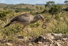 Como a siriema combina pernas longas e bico curvo para caçar serpentes perigosas no Cerrado brasileiro