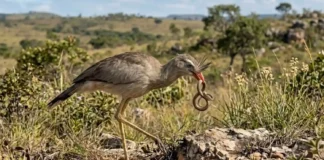 Como a siriema combina pernas longas e bico curvo para caçar serpentes perigosas no Cerrado brasileiro Como a siriema combina pernas longas e bico curvo para caçar serpentes perigosas no Cerrado brasileiro