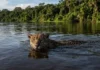 Como a onça pintada cruza rios caudalosos na Amazônia para expandir seu território e encontrar novos parceiros