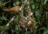 Como a engenharia do uirapuru combina teias de aranha e fibras vegetais para conquistar fêmeas exigentes na floresta amazônica