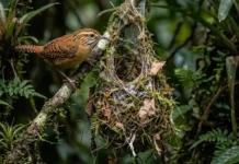 Como a engenharia do uirapuru combina teias de aranha e fibras vegetais para conquistar fêmeas exigentes na floresta amazônica