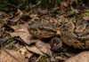 Como a temida surucucu de fogo utiliza camuflagem de folhas secas para se tornar invisível no chão da floresta