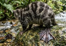 Como a fascinante cuíca d’água fecha hermeticamente sua bolsa marsupial antes de mergulhar protegendo filhotes em desenvolvimento
