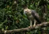Como o enigmática gavião-real-falso utiliza plumagem quase idêntica à da harpia para confundir presas e competidores na Amazônia