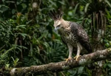 Como o enigmática gavião-real-falso utiliza plumagem quase idêntica à da harpia para confundir presas e competidores na Amazônia