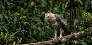 Como o enigmática gavião-real-falso utiliza plumagem quase idêntica à da harpia para confundir presas e competidores na Amazônia