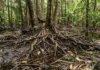 Como a palmeira do açaí funciona como biodigestor natural no ecossistema de várzea reciclando nutrientes da floresta