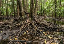 Como a palmeira do açaí funciona como biodigestor natural no ecossistema de várzea reciclando nutrientes da floresta