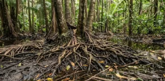 Como a palmeira do açaí funciona como biodigestor natural no ecossistema de várzea reciclando nutrientes da floresta
