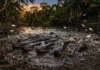 Como a enguia elétrica amazônica coordena descargas elétricas em grupo para caçar cardumes em estratégia social surpreendente