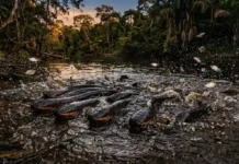 Como a enguia elétrica amazônica coordena descargas elétricas em grupo para caçar cardumes em estratégia social surpreendente