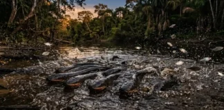 Como a enguia elétrica amazônica coordena descargas elétricas em grupo para caçar cardumes em estratégia social surpreendente Como a enguia elétrica amazônica coordena descargas elétricas em grupo para caçar cardumes em estratégia social surpreendente