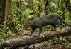 Como o misterioso gato mourisco se consolidou como o felino mais furtivo e esquivo de toda a floresta amazônica