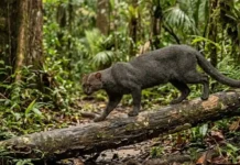 Como o misterioso gato mourisco se consolidou como o felino mais furtivo e esquivo de toda a floresta amazônica