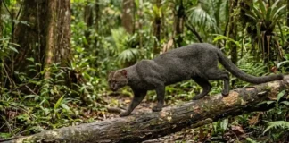 Como o misterioso gato mourisco se consolidou como o felino mais furtivo e esquivo de toda a floresta amazônica