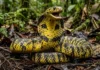 Como a temida cobra caninana infla o pescoço e vibra a cauda imitando uma cascavel perigosa na Amazônia