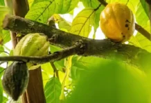 Como a rota do cacau nativo na Ilha do Combu oferece uma experiência imersiva de turismo sustentável perto de Belém
