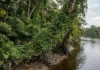 Como espécies exóticas invadem a Amazônia e ameaçam o equilíbrio da biodiversidade e das lavouras nativas